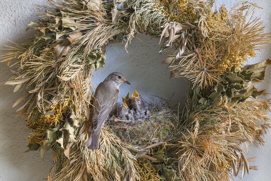 A spotted flycatcher (Muscicapa striata) feeding its young, the nest is in an old woven wreath hanging on the wall, Limbach, Burgenland, Austria