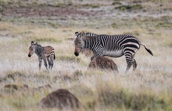 Cape Mountain Zebra (Equus zebra zebra), mother with foal, Mountain Zebra National Park, Eastern Cape, South Africa