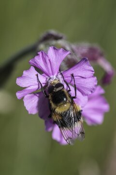 Red campion (Silene dioica) with bumblebee hawk-moth (Eristalis intricaria), Emsland, Lower Saxony, Germany