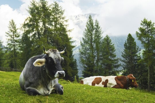 Grey dairy cow brown white cattle pose resting lush green alpine meadow pine forest background Dolomites Italy summer organic farming agriculture pasture concept. Unesco sites