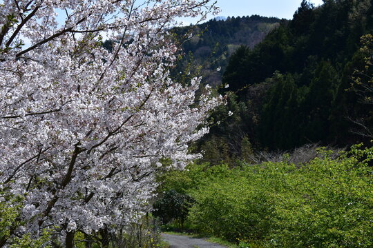 神奈川県 秦野市の蓑毛（みのげ）の景観（春）