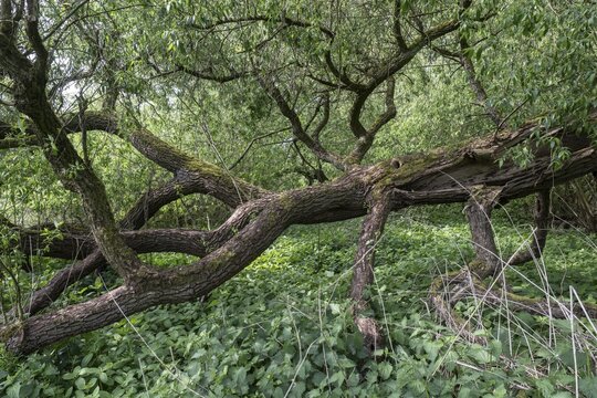 Fallen willow (Salix alba), Emsland, Lower Saxony, Germany