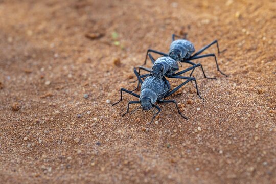 Three fog beetles (Onymacris unguicularis), mating, Toktokkie beetle, in the sand, Namib Desert, Namib Naukluft Park, Namibia
