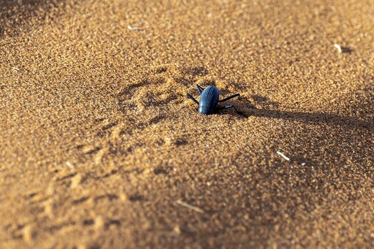 Fog drinking beetle (Onymacris unguicularis), Toktokkie beetle burying itself in the sand, Namib Desert, Namib Naukluft Park, Namibia