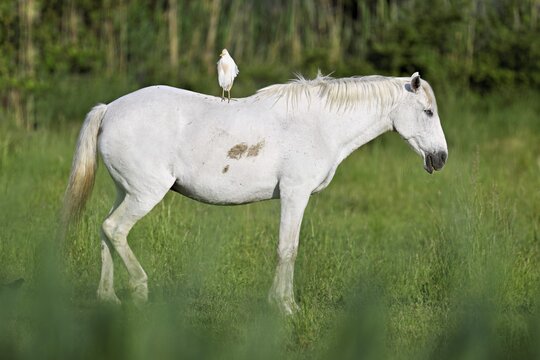 Camargue horse (Equus caballus), mare with a cattle egret (Bubulcus ibis) on her back, Saintes-Marie-de-la-Mer, Camargue, southern France, France