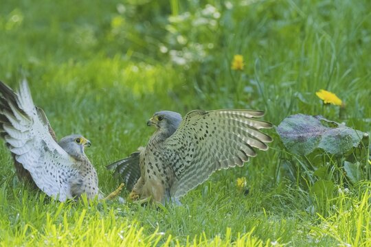 Two fighting kestrels (Falco tinnunculus) on a green meadow, territorial fight between adult and juvenile, Hesse, Germany