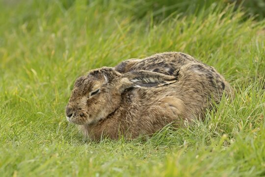 European brown hare (Lepus europaeus) adult animal sleeping in a grass field, England, United Kingdom