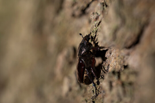 female  hermit beetle or Russian leather beetle (Osmoderma eremita) is a xylobiontic beetle living in tree hollows and is threatened by modern intensive forestry