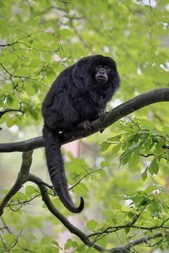 Black howler monkey (Alouatta caraya), adult, male, tree, sitting, alert, South America