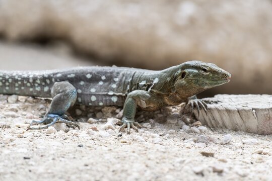 Racer lizard (Cnemidophorus murinus), Curacao