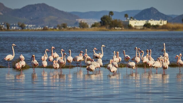 Group of flamingos in water with mountains in background during daylight, flamingos, tigaki, alikes, salt lake, Kos, Dodecanese, Greek Islands, Greece