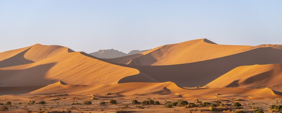 Panorama, barren vegetation between red-yellow Namib sand dunes, Namib Desert, Namib-Naukluft National Park, Namibia