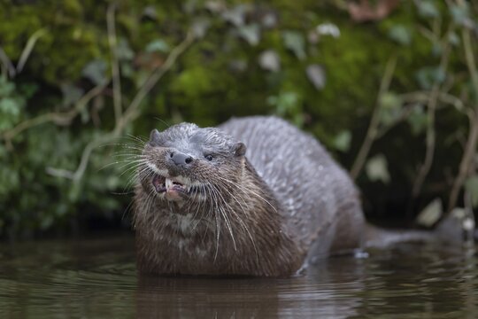 European otter (Lutra lutra) adult mammal in a river, England, United Kingdom