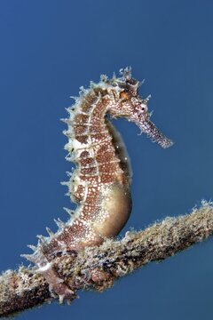 Spiny Seahorse (Hippocampus histrix) holding on to a rope, Red Sea, Gota Abu Raimada, Hurghada, Egypt