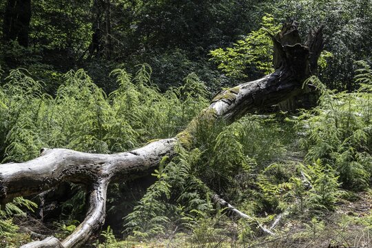 Fallen European beech (Fagus sylvatica), deadwood, Emsland, Lower Saxony, Germany
