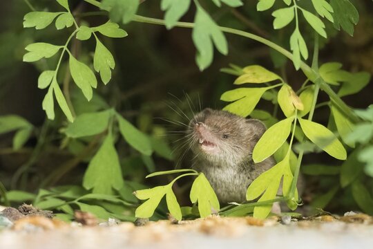 A house shrew (Crocidura russula) raises its head, surrounded by leaves, looking curious, Hesse, Germany