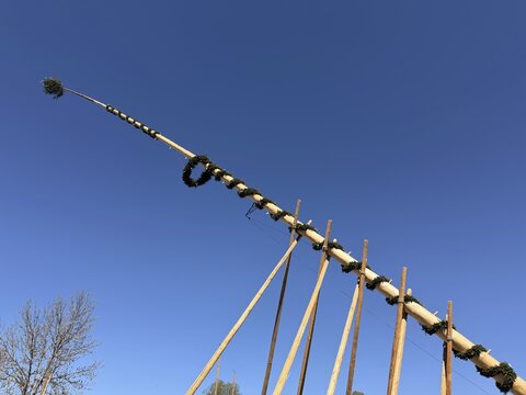 Traditional setting up of a maypole, May 1, 2026, Bavaria, Germany