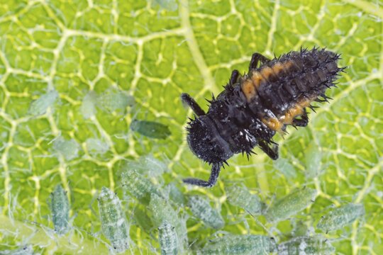 Ladybird or ladybug larva feeding on Plum aphids (Brachycaudus helichrysi) on a plum tree leaf in summer, Suffolk, England, United Kingdom