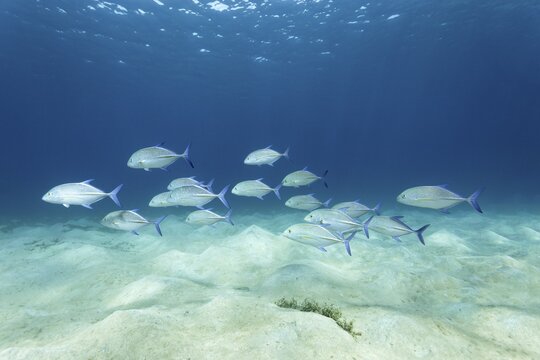 Shoal, bluefin trevally (Caranx melampygus), swimming over sandy bottom, Red Sea, Gota Abu Ramada, Hughada, Egypt