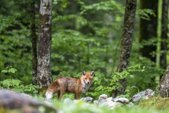 Red fox (Vulpes vulpes) in the forest, Notranjska region, Slovenia