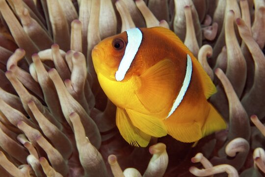 Red Sea Anemonefish (Amphiprion bicinctus), female, in front of host anemone Magnificent Anemone (Heteractis magnifica), Red Sea, Gota Abu Ramada, Hurghada, Egypt