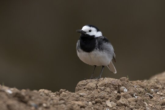 Pied wagtail (Motacilla alba) adult bird singing on a mud pile, Herefordshire, England, United Kingdom