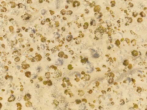 Sparse desert vegetation, mainly Salsola species. Aerial view. Drone shot. Namib Desert, Skeleton Coast, Namibia