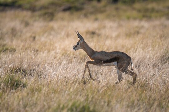 Young springbok (Antidorcas marsupialis) in meadow, Mountain Zebra National Park, South Africa