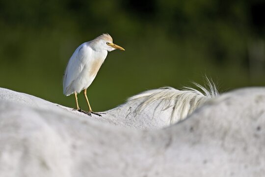 Cattle egret (Bubulcus ibis), standing on the back of a Camargue horse, Camargue, southern France, France