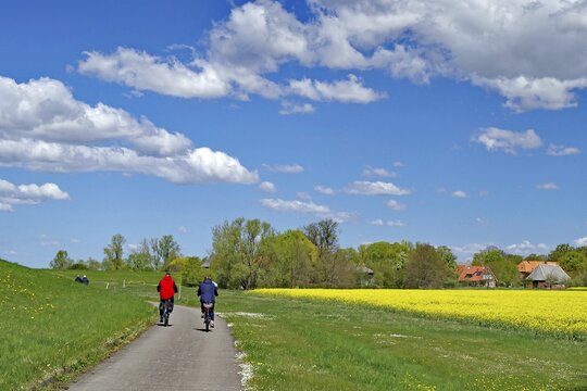 Two cyclists on a country road next to a yellow field under clear sky with white clouds, Neu-Bleckede, spring, bicycle tourism, bicycle travel, Mecklenburg-Western Pomerania, Germany