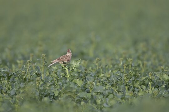 Eurasian skylark (Alauda arvensis) adult bird perched on an Oilseed rape plant, Suffolk, England, United Kingdom