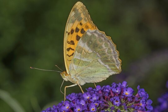 Side view of a male emperor moth (Argynnis paphia) with patterned wings on a panicle of buddleia (Buddleja), Baden-W&uuml;rttemberg, Germany