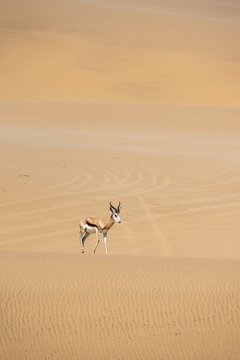 Springbok (Antidorcas marsupialis) on a sand dune, Namib Desert, Namib Naukluft Park, Namibia