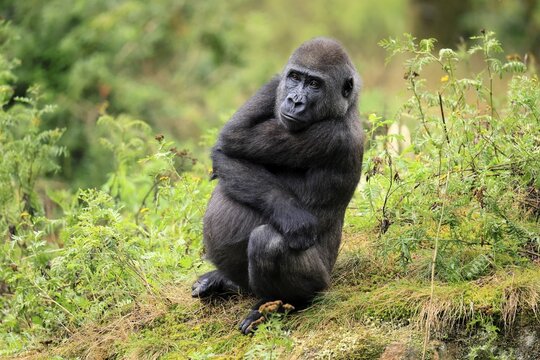 Western gorilla (Gorilla gorilla), juvenile, one year old, sitting on the ground, alert