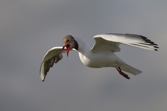 With their loud cries, black-headed gulls (Chroicocephalus ridibundus) are in constant contact with their fellow gulls: summer plumage, gull cry, gull call, photo in flight, beach bird, coastal bird, July, Germany