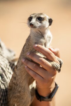 Woman holding a meerkat (Suricatta suricata) in her hands, meerkat breeding centre, Northern Cape, South Africa
