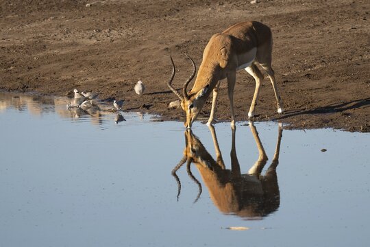 Black-nosed impala (Aepyceros melampus petersi) at a waterhole with a reflection, Etosha National Park, Namibia