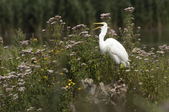 Great white egret (Ardea alba) adult bird on a tree stump surrounded by summer flowers, Suffolk, England, United Kingdom