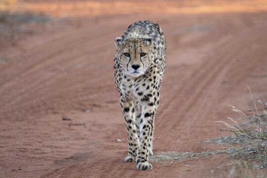 A cheetah (Acinonyx jubatus) walks along a dirt track, Namibia