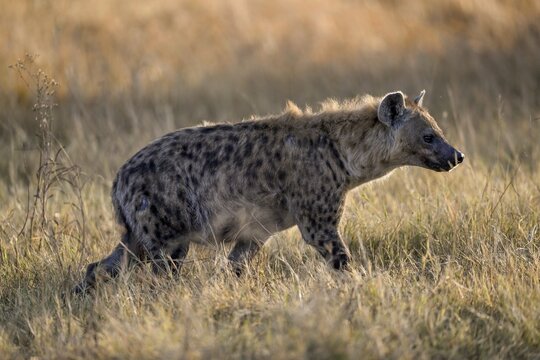 Spotted hyena (Crocuta crocuta) near Atzar&oacute; Camp, Okavango Delta, North-West District, Botswana