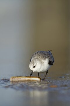 Sanderling (Calidris alba) adult wading bird in winter plumage feeding on a razorshell on a beach, Norfolk, England, United Kingdom