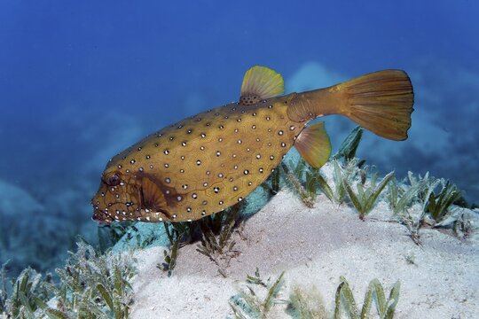 Yellow boxfish (Ostracion cubicus), swimming over seagrass meadow, Red Sea, Macadi Bay, Port Safaga, Egypt