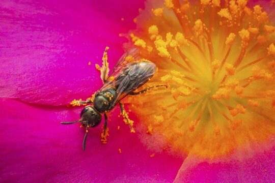Macro photograph, slender bee (Lasioglossum), solitary bee on a pink flower covered in pollen, Bavaria, Germany