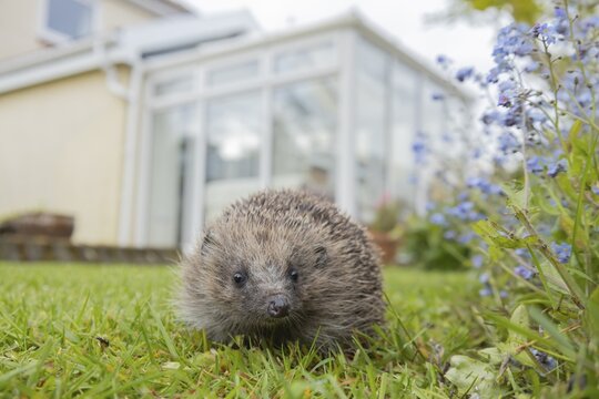 European hedgehog (Erinaceus europaeus) adult animal on a garden grass lawn with a house conservatory in the background, England, United Kingdom