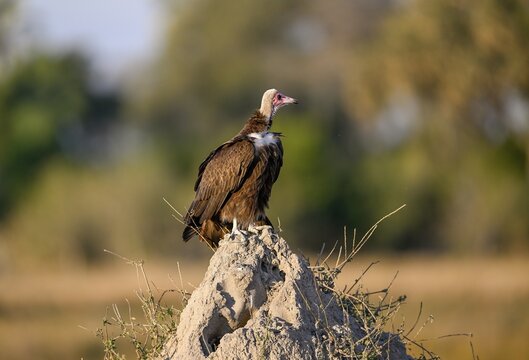 Monk Vulture (Necrosyrtes monachus) on a termite mound near Atzar&oacute; Camp, Okavango Delta, North-West District, Botswana
