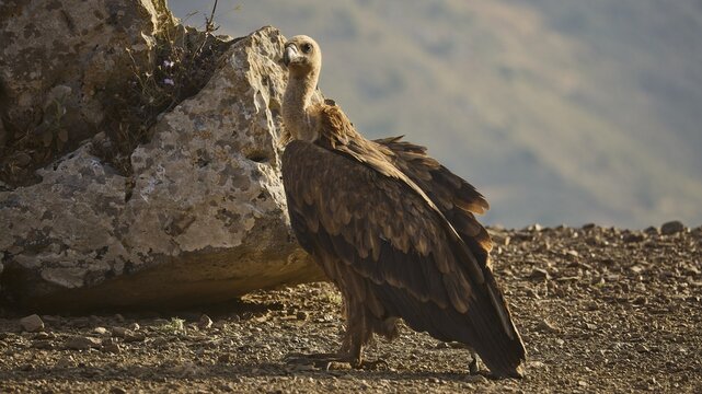 A vulture stands next to a large rock in a mountainous landscape, griffon vulture (Gyps fulvus), vulture, Vulture Hide, vulture observation post, Mount Koules, Fratri, Agios Vasilios, Rethymno Province, Crete, Greek Islands, Greece