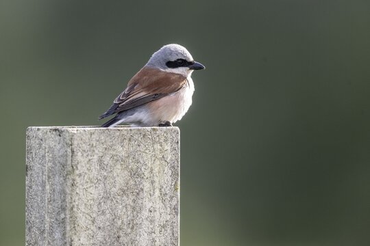 Red-backed Shrike (Lanius collurio), Emsland, Lower Saxony, Germany