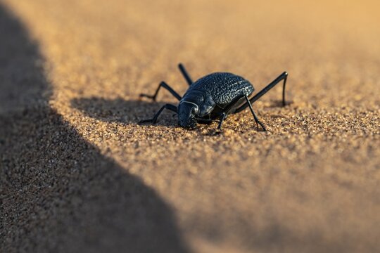 Mist-drinking beetle (Onymacris unguicularis), Namib Desert, Namibia