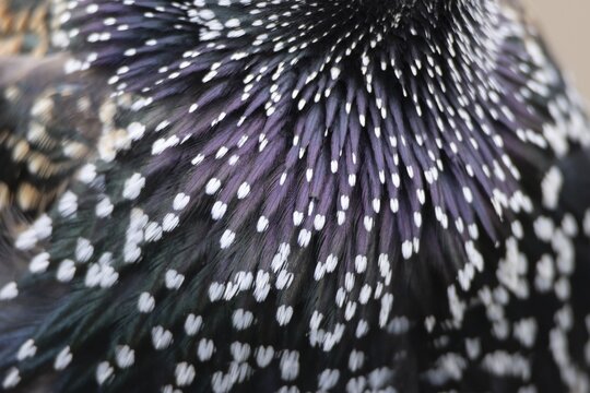 Common starling (Sturnus vulgaris) adult bird close up of its breast feathers, England, United Kingdom