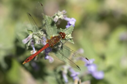 Common darter dragonfly (Sympetrum striolatum) adult male insect resting on a garden Catmint flowers in summer, Suffolk, England, United Kingdom
